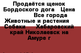 Продаётся щенок Бордоского дога › Цена ­ 37 000 - Все города Животные и растения » Собаки   . Хабаровский край,Николаевск-на-Амуре г.